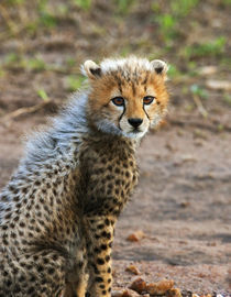 Cheetah Cub (Acinonyx Jubatus) as seen in the Masai Mara by Danita Delimont