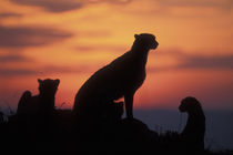 Adult Female Cheetah (Acinonyx jubatas) silhouetted by setting sun on savanna at dusk von Danita Delimont