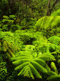 Lush tropical greenery in Hawaii Volcanoes National Park by Danita Delimont