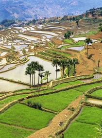 Rice terraces near Jiayin Village by Danita Delimont