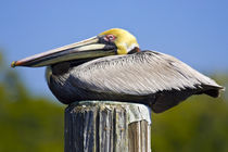 Portrait of roosting brown pelican in breeding plumage von Danita Delimont