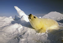 Harp Seal (phoca groenlandica) pup by Danita Delimont