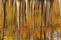 Reflections of cypress trees in the fall von Danita Delimont