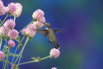 Black-chinned hummingbird (female) von Danita Delimont