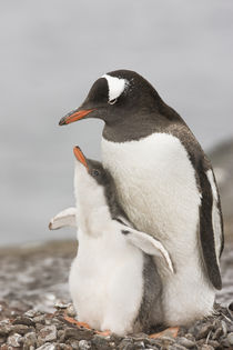 Gentoo penguin chick raises its flippers during a bonding moment with its parent by Danita Delimont