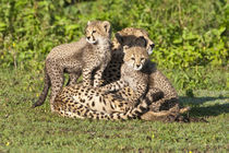 Cheetah mother and cubs playing at Ndutu in the Ngorongoro Conservation Area von Danita Delimont