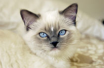 Ragdoll kitten von Danita Delimont