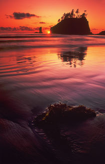 Sunset over sea stacks and seaweed on Second Beach by Danita Delimont