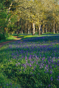 Field of camas and oak trees by Danita Delimont