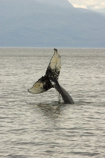 Humpback Whale head stand behavior by Danita Delimont
