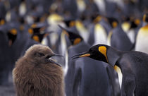 South Georgia Island King penguin (Aptenodytes patagonica) fully-grown young (left) begging parent for food von Danita Delimont