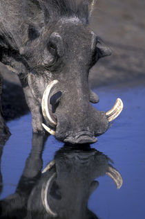 Warthog (Pharcochoerus africanus) drinking from water pool in Savuti Marsh by Danita Delimont