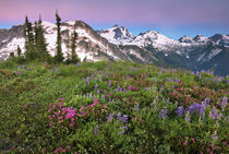 A brilliant field of alpine wildflowers by Danita Delimont