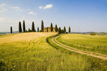 Tuscan Villa nearing Harvest by Danita Delimont