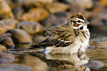 Close-up of lark sparrow bathing in small pond von Danita Delimont