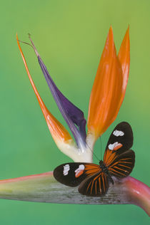 Heliconius melpomene the Postman Butterfly von Danita Delimont