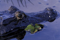 Spectacled Caiman by Danita Delimont