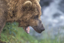 Brown bear (Ursus arctos) by Danita Delimont