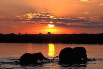 Herd of Elephant (Loxodonta africana) cool off in Chobe River at sunset von Danita Delimont