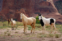 Navajo horses run free on the canyon floor von Danita Delimont