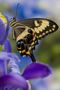 Washington Tropical Butterfly Photograph of Papilio ophidicephalus the Emperor Swallowtail from Africa on Dutch Blue Iris von Danita Delimont