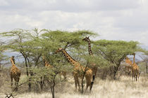 Rothschild giraffes feeding on trees by Danita Delimont