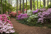 A pathway through azaleas and rhododendrons by Danita Delimont