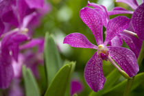 National Orchid Garden located within the Botanic Gardens by Danita Delimont