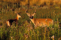 White-tailed deer (Odocoileus virginianus) by Danita Delimont