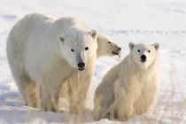 Mother polar bear and two cubs von Danita Delimont