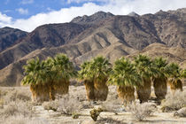 Desert palms von Danita Delimont
