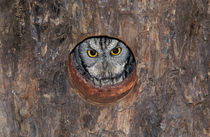 Western Screech-Owl at nest in Mesquite Tree by Danita Delimont