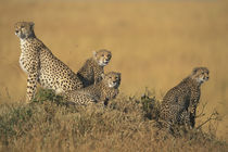 Adult Female Cheetah (Acinonyx jubatas) sitting with cubs looking out on savanna by Danita Delimont
