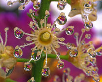 Cosmos flowers reflect in dewdrops clinging to laurel bloom von Danita Delimont