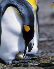 King penguin tends single egg by Danita Delimont