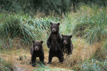 Three spring cubs in Katmai National Park on the Alaskan peninsula von Danita Delimont