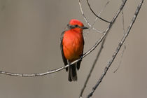 USA - California - San Diego County - Vermilion Flycatcher sitting on branch von Danita Delimont