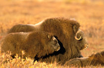 Cow and calf musk ox (Ovicus moschatus) stand together on autumn colored tundra of ANWR von Danita Delimont
