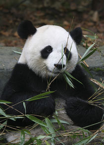 Giant pandas at the Giant Panda Protection & Research Center near Chengdu China von Danita Delimont