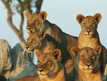 Zibalianja Camp; Six female lions both observing the territory von Danita Delimont