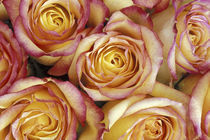 Bouquet of roses by Danita Delimont
