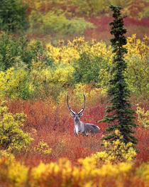 Caribou and autumn tundra in Denali National Park by Danita Delimont