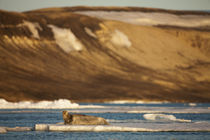 Bearded Seal (Erignathus barbatus) resting on pan ice in Lomfjorden at sunset on summer evening von Danita Delimont