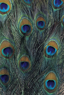 Peacock feather design by Danita Delimont
