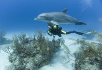 Scuba diver swimming with captive Bottlenose Dolphin (Tursiops truncatus) at UNEXSO dive site by Danita Delimont