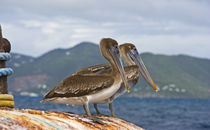 The Brown Pelican ( Pelecanus Occidentalis ) von Danita Delimont