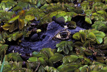 Spectacled Caiman by Danita Delimont