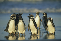 Falkland Islands von Danita Delimont