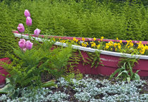 Wooden boat used as flower planter in garden by Danita Delimont