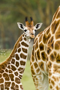 Rothschild's Giraffe baby with mother at Lake Nakuru NP by Danita Delimont